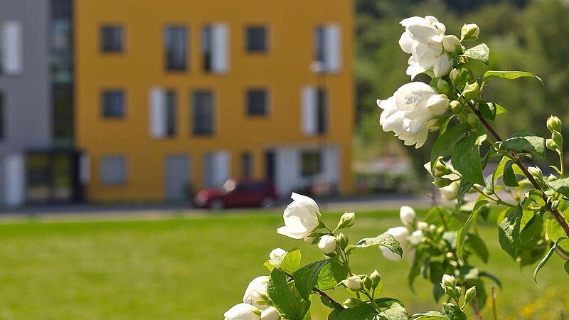 Wohngebäude, im Vordergrund weiße Blumen